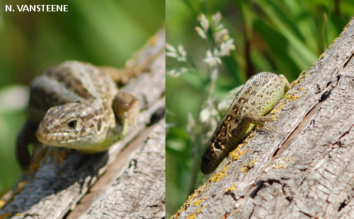 Lacerta agilis