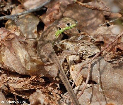 Lacerta bilineata