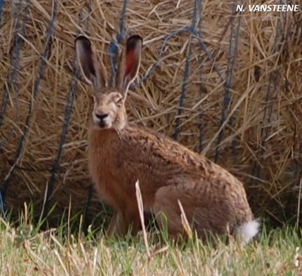 lepus europaeus