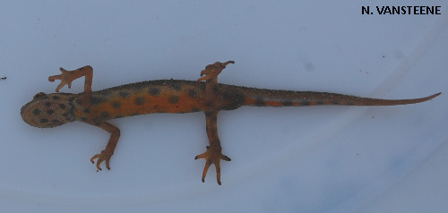 Lissotriton vulgaris