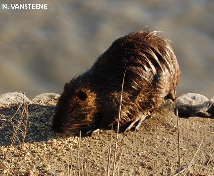 Myocastor coypus