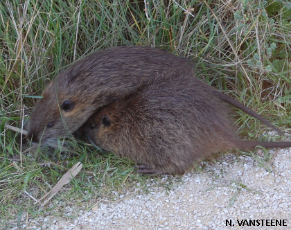 Myocastor coypus