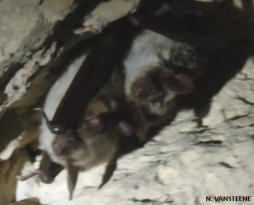 Myotis mytois