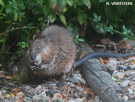 Ondatra zibethicus