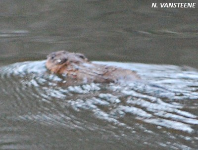 Ondatra zibethicus