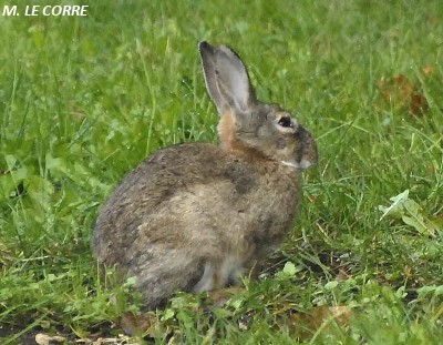 Oryctolagus cuniculus