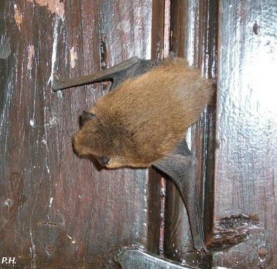 Pipistrellus pipistrellus