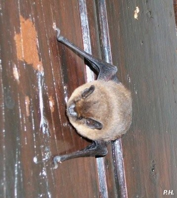 Pipistrellus pipistrellus