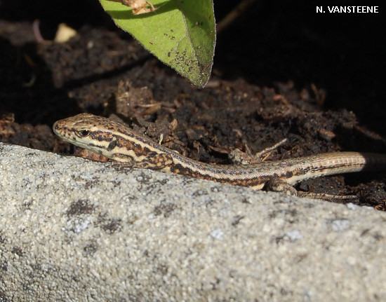 Podarcis muralis