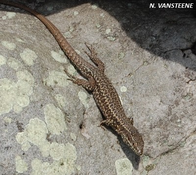 Podarcis muralis