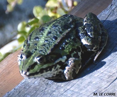 rana esculenta