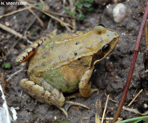 Rana temporaria