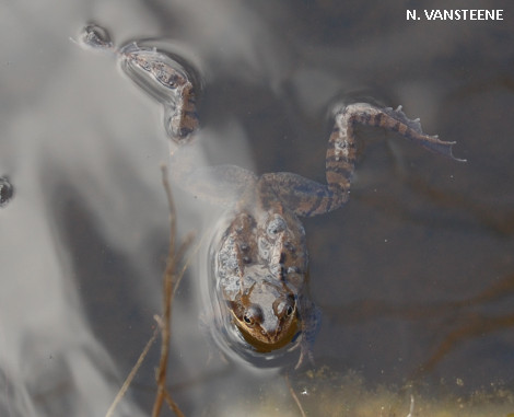 Rana temporaria