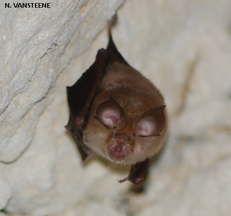 Rhinolophus hipposideros