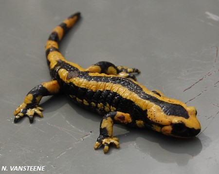 Salamandra salamandra