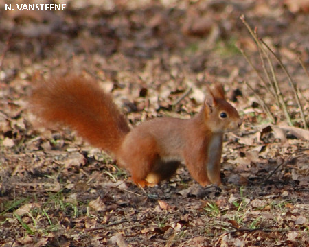 Sciurus vulgaris