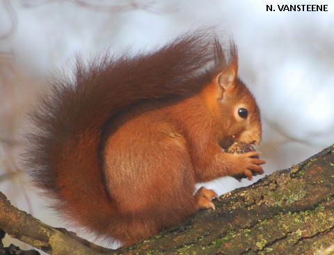 Sciurus vulgaris