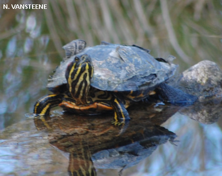 Trachemys scripta