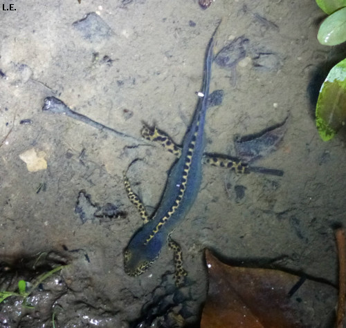 Triturus alpestris