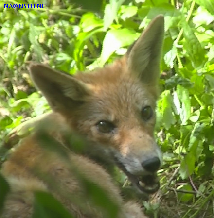 Vulpes vulpes